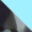 gray tortoise, light blue